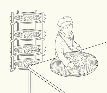 曬青曬茶簡筆畫