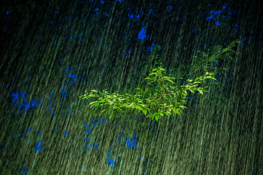 雨中树叶