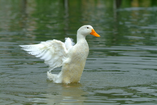 水中的鸭子