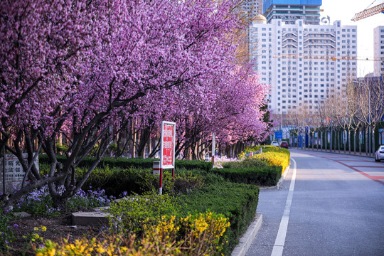 樱花道路绿化