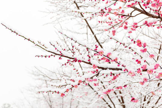 江南春雪红梅