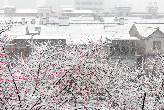 江南春雪红梅