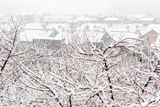 江南春雪红梅