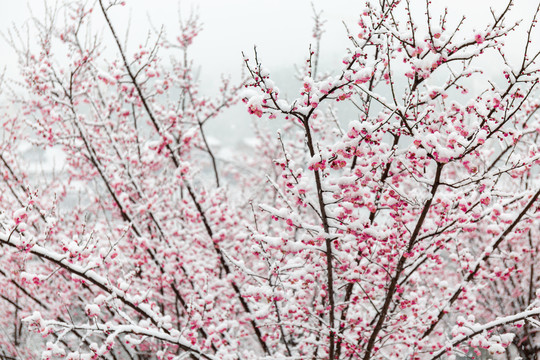 江南春雪红梅