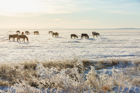 冬季草原牧场马群