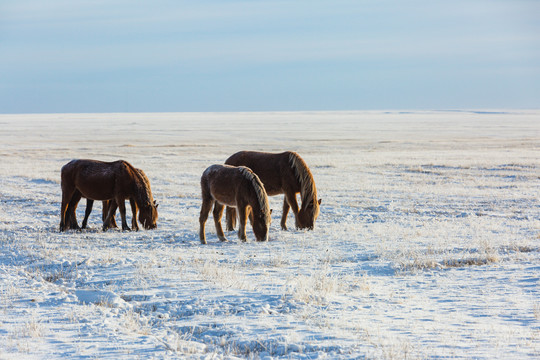 冬季草原雪原吃草马群