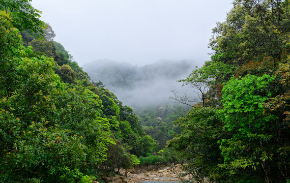 山林