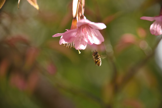 樱花蜜蜂