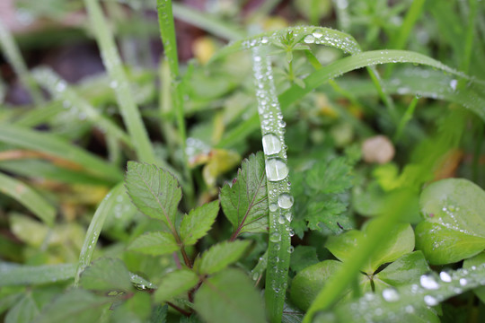 露水