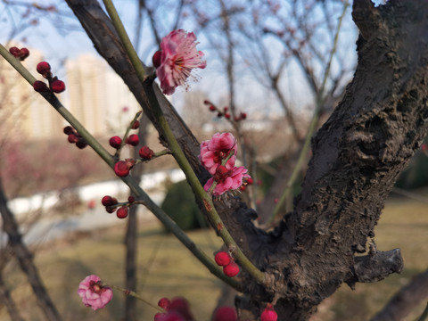 清凉山梅花