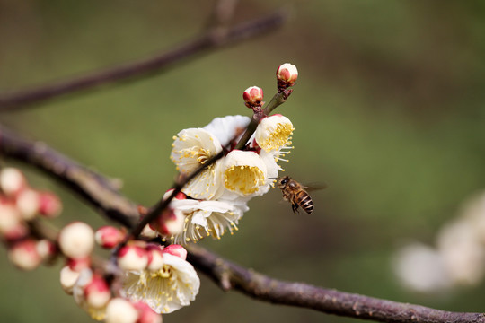 蜜蜂