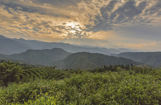 龙华古镇八仙山茶山风光