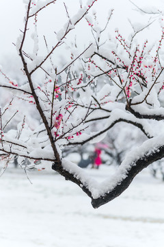 雪中梅花绽放