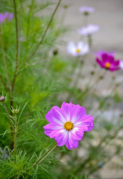 格桑花