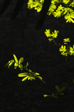 春天绿色植物树叶发芽背景图
