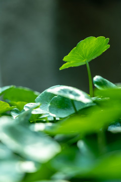 春天绿色植物树叶发芽背景图