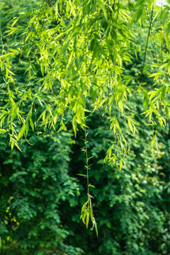 春天绿色植物树叶发芽背景图