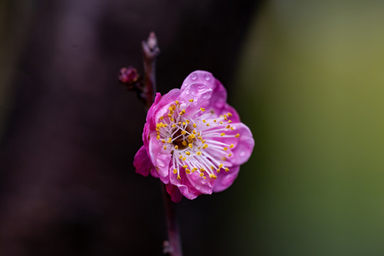 盛开的红梅花