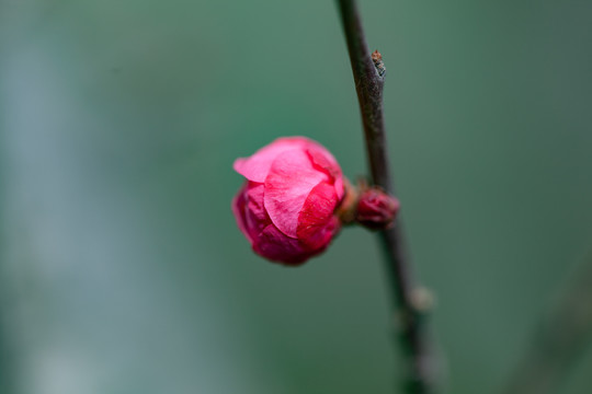 红梅花花蕾