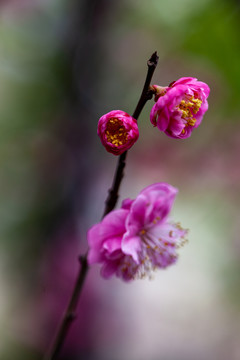 红梅花花枝