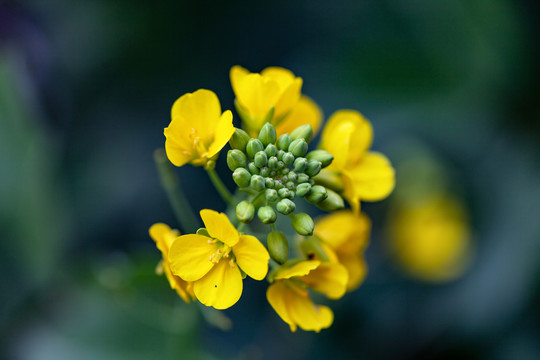 一株油菜花