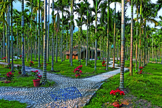 槟榔园景色