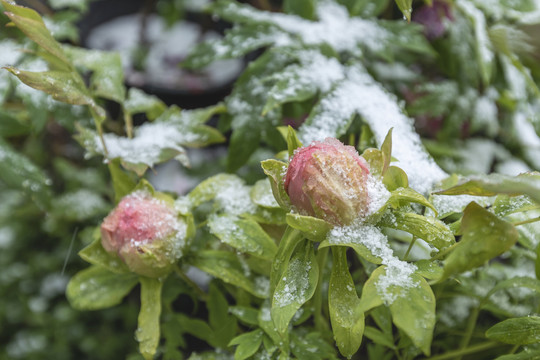 雪中牡丹花蕾