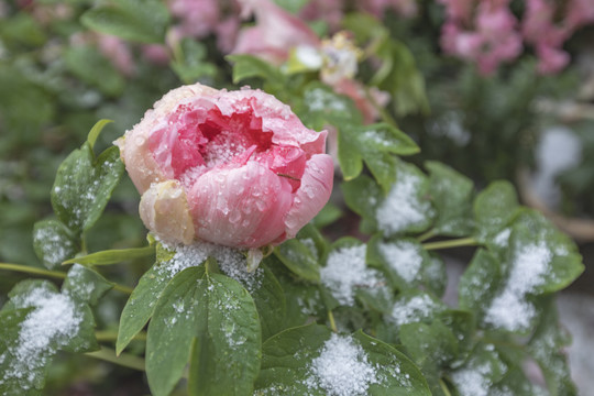 雪中牡丹花蕾