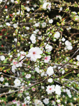 春日里的白色桃花