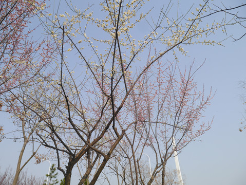 桃李花花枝