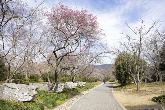 南京明孝陵梅花山景区