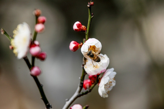 蜜蜂