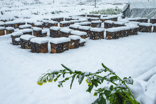 云南大雪