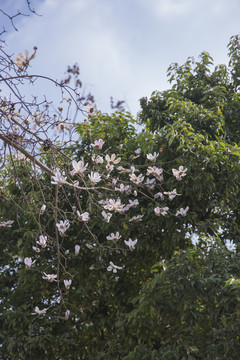 春天的白木棉花路边小白花野花