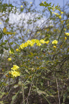 黄色野花春天的花小黄花