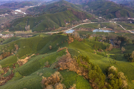 航拍茶田茶园