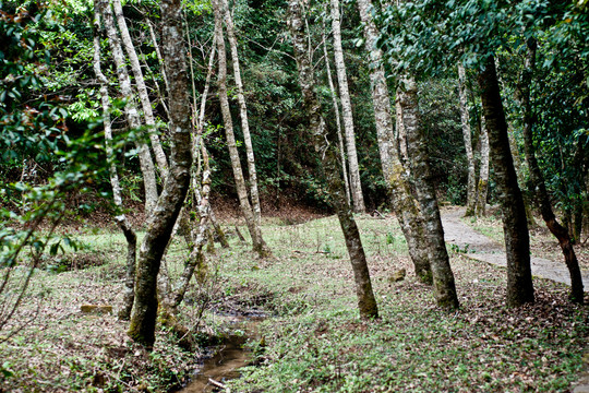 楚雄紫溪山树林小溪