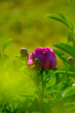 红芍药