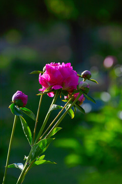 红芍药