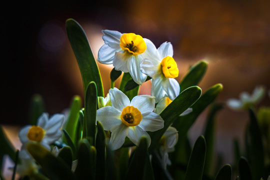 水仙花