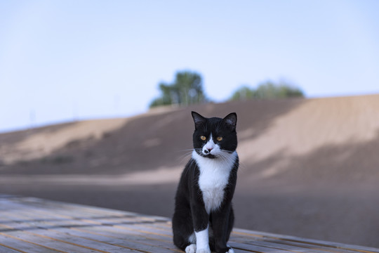 中华田园猫