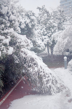 雪压断树木