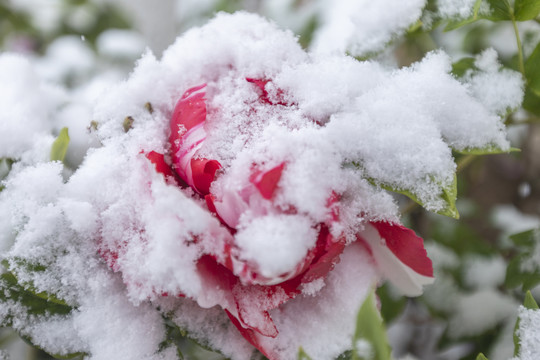 雪中盛开牡丹花