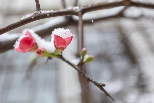 雪中贴梗海棠