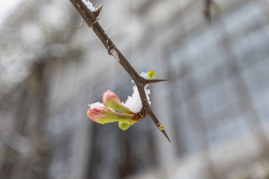 雪中贴梗海棠花蕾