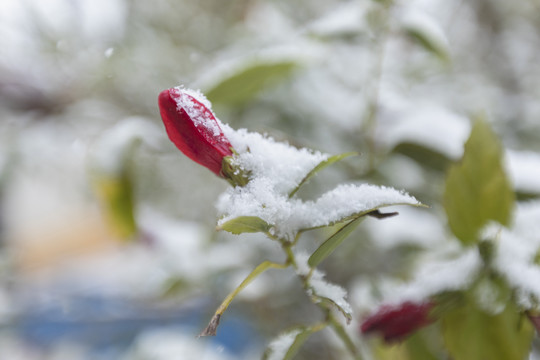 大红花绿叶雪