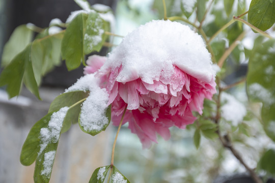 雪中牡丹花