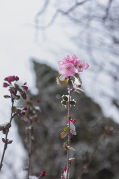 垂丝海棠与雪