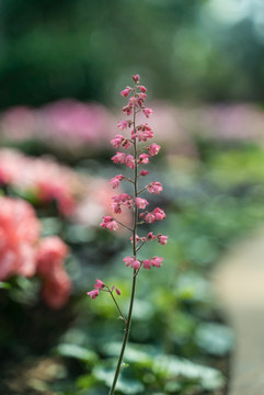 阳光下一朵紫色红花矾根小花