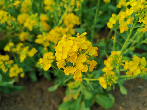 金花绿叶油菜花特写